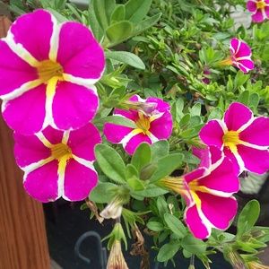 Meet your Posher, Jacqueline